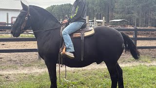 Stout Percheron riding [upl. by Eiloj681]