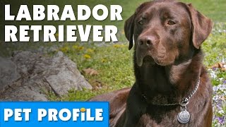 Labrador Retriever Pet Profile  Bondi Vet [upl. by Shaylynn142]