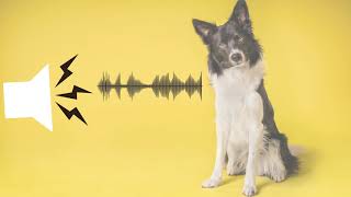 Pitched Dog Whistle Sound Help To Stop Dogs BarkingSound effect [upl. by Roxane118]