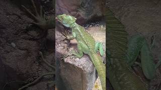 Green Basilisk Lizard [upl. by Ayotel365]