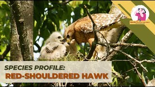 Species Profile Redshouldered Hawk [upl. by Elleyoj]