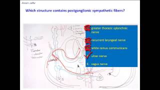 Which nerves contain postganglionic sympathetic nerve fibers [upl. by Yemac]