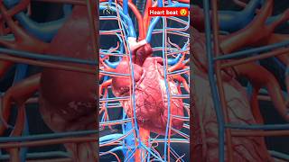 heart beat 3d animation shorts heart heartbeat heartsound nursingking viral [upl. by Aiykan]