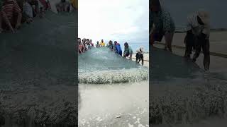 Catching Fresh Fish using Beach Seine Method  கரைவலை Shorts fishing fish [upl. by Arlo99]