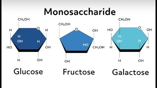 structure of glucose galactose and fructose biology biochemistry \carbohydrates [upl. by Sweyn194]