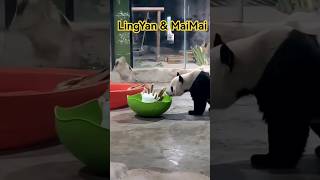 熊猫灵岩和熊猫麦麦在玩雪 LingYan and MaiMai palying snow panda pandalife 熊猫 [upl. by Eniron]