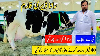 Rana Dairy Farm  Cow For Sale In Punjab  Pk Janwar Mandi  Cow Farm Video [upl. by Osrock]