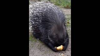 porcupine eating foodshorts anmoljungle animalsporcupine [upl. by Luckin]