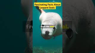 Fascinating Facts About Leopard Seal facts marinelife viralvideo shorts [upl. by Consolata]