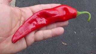 ⟹ Guajillo Pepper  Capsicum annuum  Pod Review [upl. by Lumpkin31]