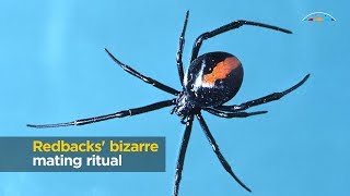 Redbacks bizarre mating ritual [upl. by Ignazio574]