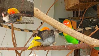 Lovebirds nonstop mating  Lovebirds mating sounds nature parrot shorts [upl. by Blackstock724]