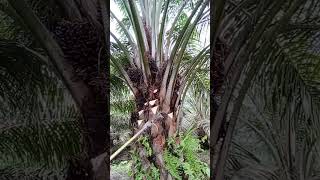 Tallest tree 🌴 harvest ytshortsvideo harvesting foryou shorts viralshort [upl. by Crescen]