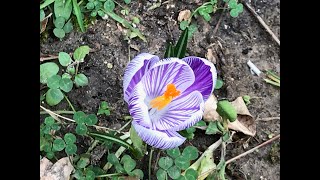 Crocus grande fleur Roi des Striés A lapogée au mois de Février [upl. by Ulysses365]