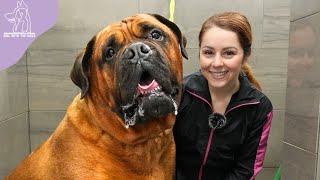 Conquering Fear Heartwarming Groom on a Powerful Bullmastiff Guard Dog [upl. by Etteyniv]