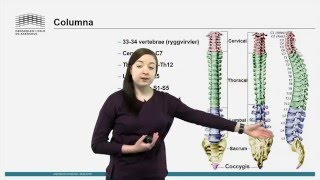 Skjelett Columna [upl. by Irwinn]
