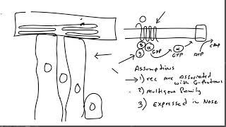 Neurobiology Lecture 12 Buck and Axel Part 3 [upl. by Betsy638]