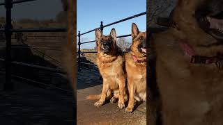 carlisle castle medieval epic history germanshepherd dog foryou reels shorts [upl. by Abbate]