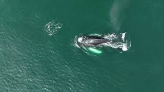 Playful Humpback with Dolphin [upl. by Jamey]