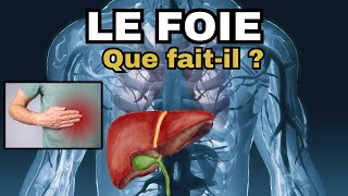 Le Foie  Tout savoir sur cet organe et comment le protéger [upl. by Ahtennek]