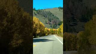 Fall foliage in Colorado shorts fall travel [upl. by Nyla114]