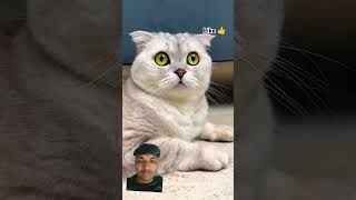 Fears of sonyas cat 😺 cat cats [upl. by Ajiram]