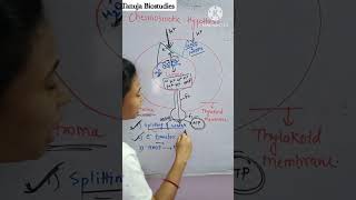 Chemiosmotic Hypothesis  Proton Motive Force PMF  ATP synthase  Class 11 BiologyNEET shorts [upl. by Nitsyrk]