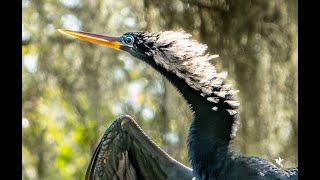 Anhinga the Snake Bird [upl. by Thorndike]