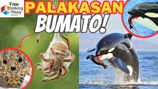 HAYOP SA HUSAY BUMATO Animals that are best at THROWING [upl. by Bronwyn172]