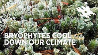 Cool bryophytes Bryophytes cool down our climate  University of Helsinki [upl. by Asalocin]