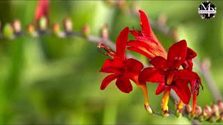 Crocosmia 6 [upl. by Agathe]