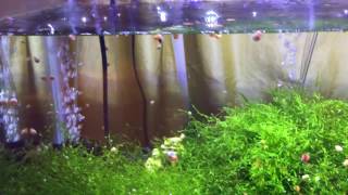 Pink Ramshorn snail infestation aquarium cherry shrimp Java Moss [upl. by Marzi593]