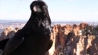 Raven Crow Crazy Bird Talking Speaking National Park [upl. by Absa16]