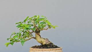 Bonsai Ligustro Sinense 6 Anos Masterpiece [upl. by Finnegan]