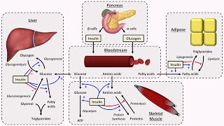 Physiology of Insulin and Glucagon [upl. by Aineval]