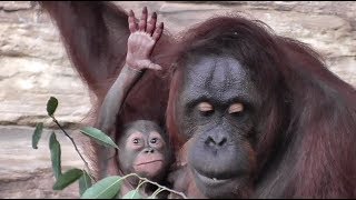 Baby Orangutan LOKI 05  2 Months Old [upl. by Akoyn]