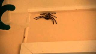 How to catch a Huntsman Spider [upl. by Humph]