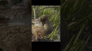 Утка широконоска Shoveler duck birds wildlife shots nature [upl. by Nally]