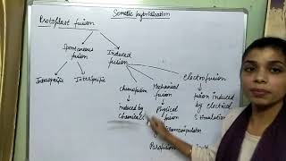 somatic hybridization super easy [upl. by Tolmach149]