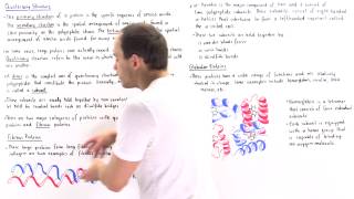 Four Levels of Protein Structure Primary Secondary Tertiary Quaternary [upl. by Adnyl]