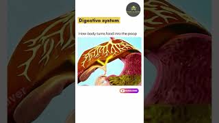 Human  Digestive system learn biology online shorts science [upl. by Ursa597]