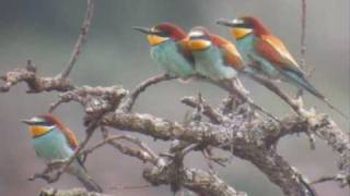 Abelharuco  Bee eater Merops apiaster [upl. by Alica]