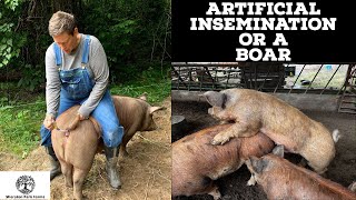 Boar or Artificial Insemination  Breeding Pastured Pigs [upl. by Noll]