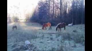 Pyrénées randonnées Commingesrencontre avec des chevaux en liberté [upl. by Aevin]