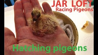 Incubating and hatching a homing pigeon  racing pigeon using a DIY egg incubator [upl. by Efinnej]