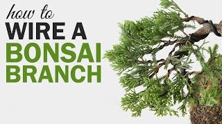 How to Wire a Bonsai Tree Branch [upl. by Grani739]