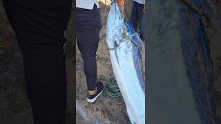 90Kg Sailfish only in one hand 😱😱 shorts fishing fish 4k trending [upl. by Tol]