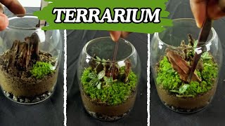 Making a small terrarium using driftwoods and moss  Mini ecosystem [upl. by Ahsak]