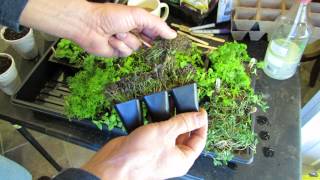 OverSeeding Method to make Herb Plugs 7 Types of Herbs  TRG 2015 [upl. by Ace]