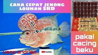 cara agar ikan louhan cepat jenong dan merah [upl. by Jurgen]